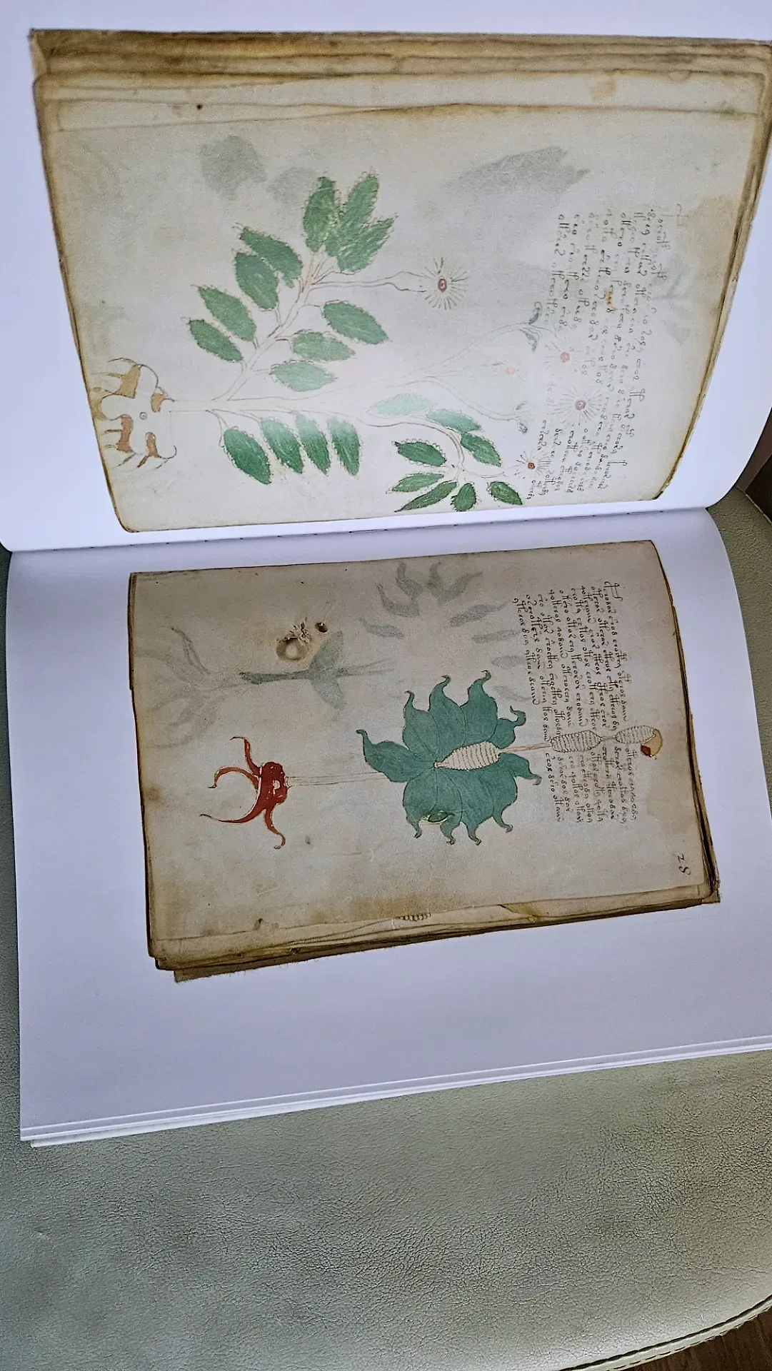 The Voynich Manuscript — poza 3